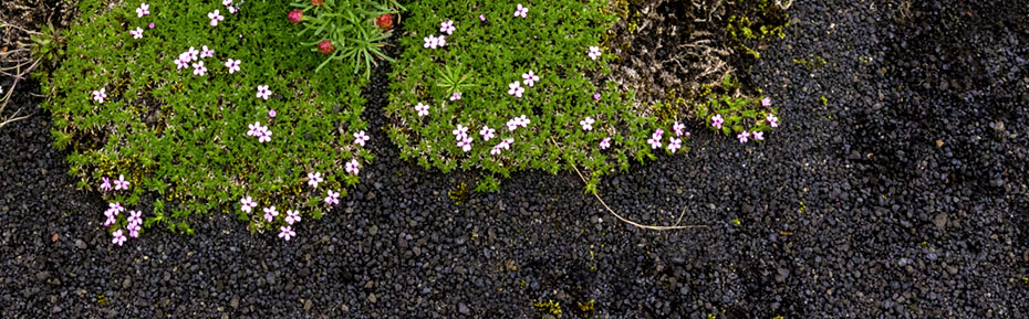 Kleine Blumen auf Island