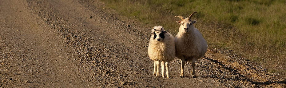Islandreisen Tierwelten zwei Schafe
