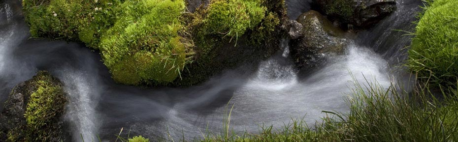 Isländisches Moos am Wasserlauf