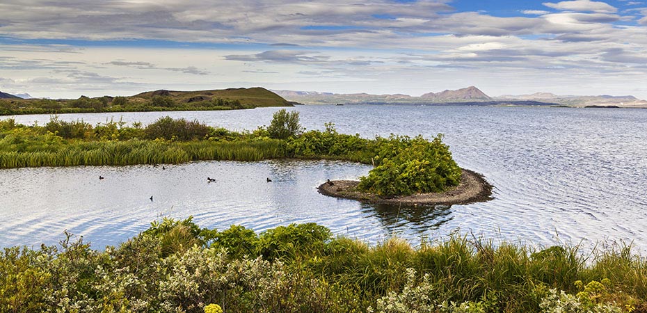 Island-Reisen Pflanzeninseln im Mývatn