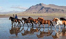 Islandpferde und Reiter auf der Halbinsel Snæfellsnes