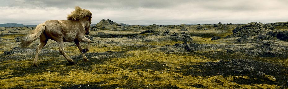 Islandpferd im Lavafeld