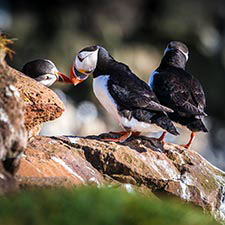 Islandreisen für Tierfreunde