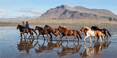 Islandpferde und Reiter auf der Halbinsel Snæfellsnes